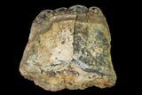 Bargain, Partial, Fossil Stegodon Molar - Indonesia #149735-1